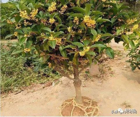 返鄉創業種植項目前景分析 野菜、花卉、花椒、藥材、果樹、蔬菜種植比較