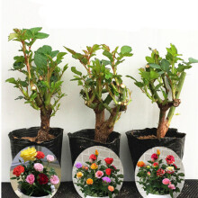 豆類種植 價格、圖片、品牌與種植指南