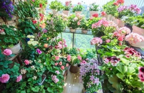 5種吉利花 美觀好養，臥室種植助睡眠